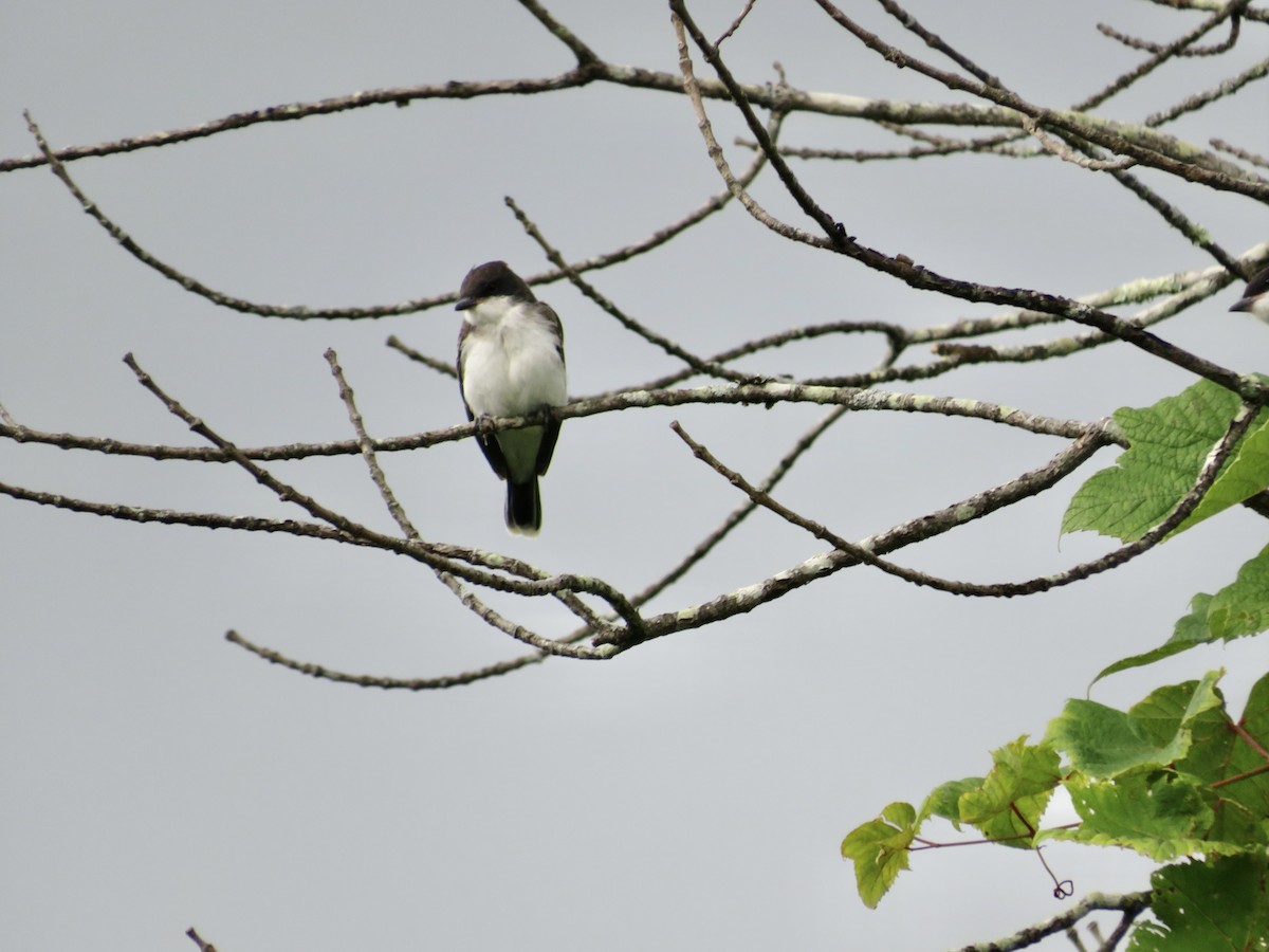 Eastern Kingbird - ML622040177