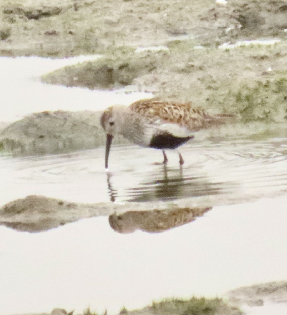 Dunlin - ML622040239