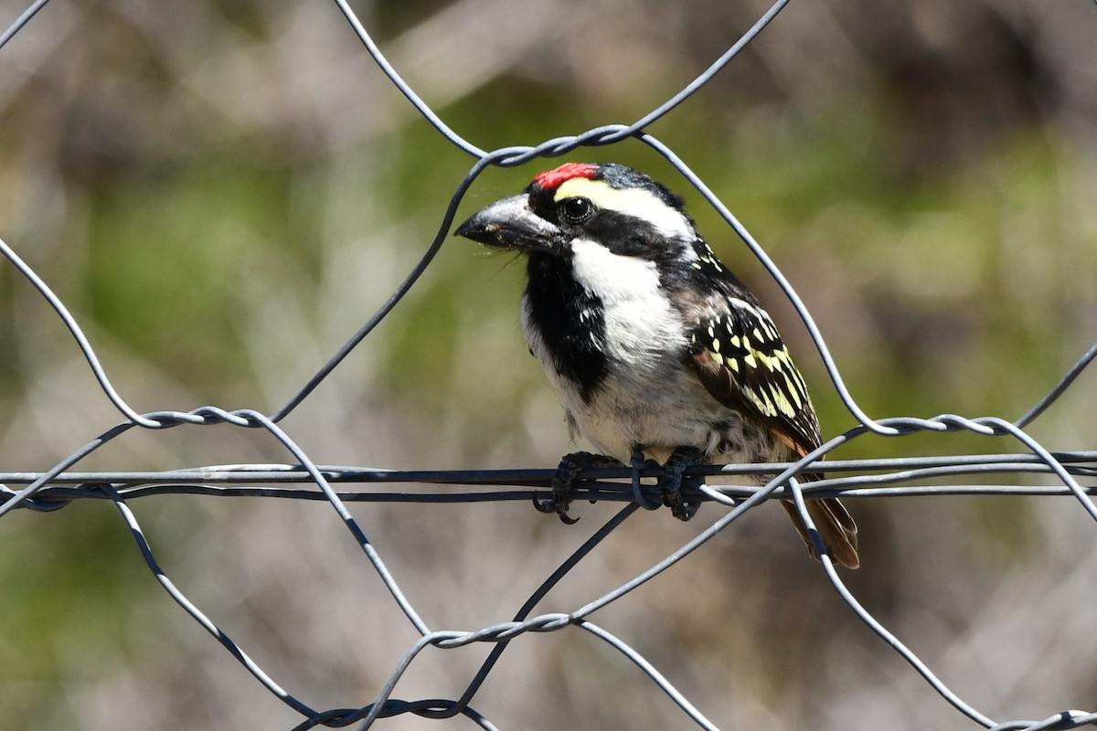 Pied Barbet - Jenny Wentzel