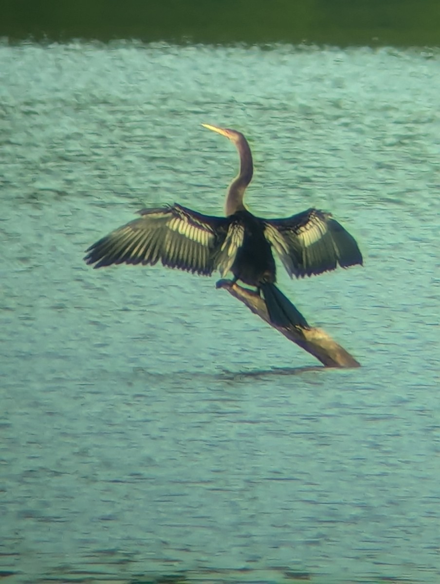Anhinga - ML622040337