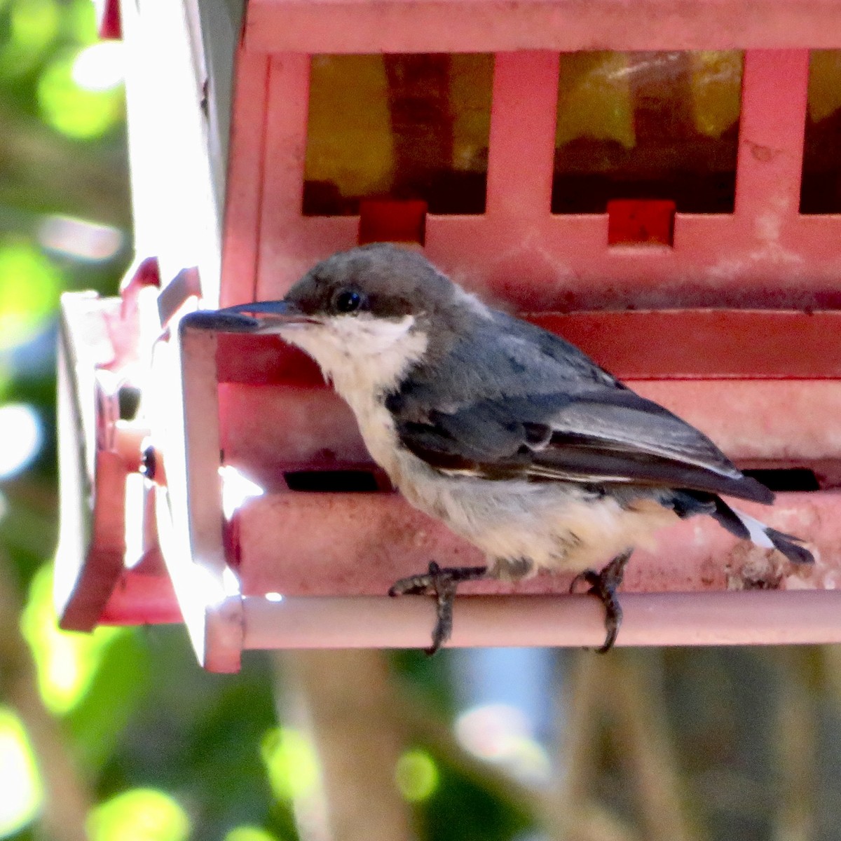 Pygmy Nuthatch - Anita Toney