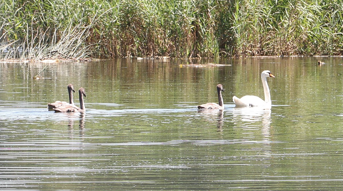 Mute Swan - Mileta Čeković