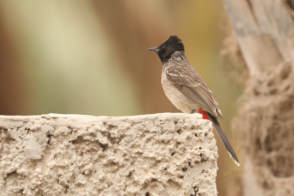 Bulbul à ventre rouge - ML622040405