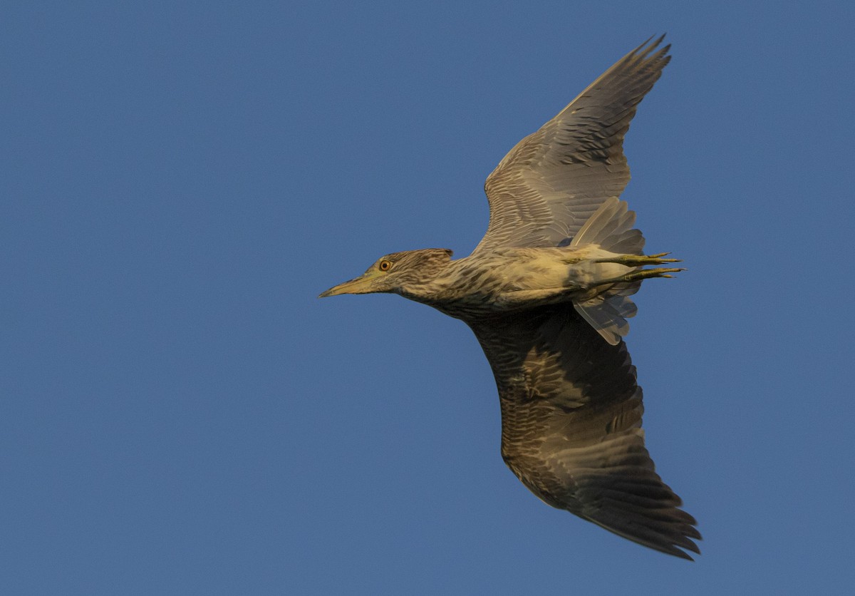 Black-crowned Night Heron - Zsolt Ampovics