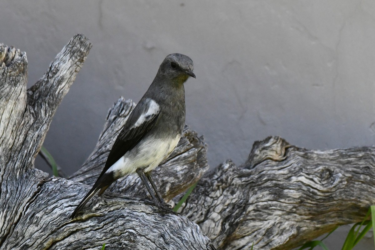 Mountain Wheatear - ML622040435