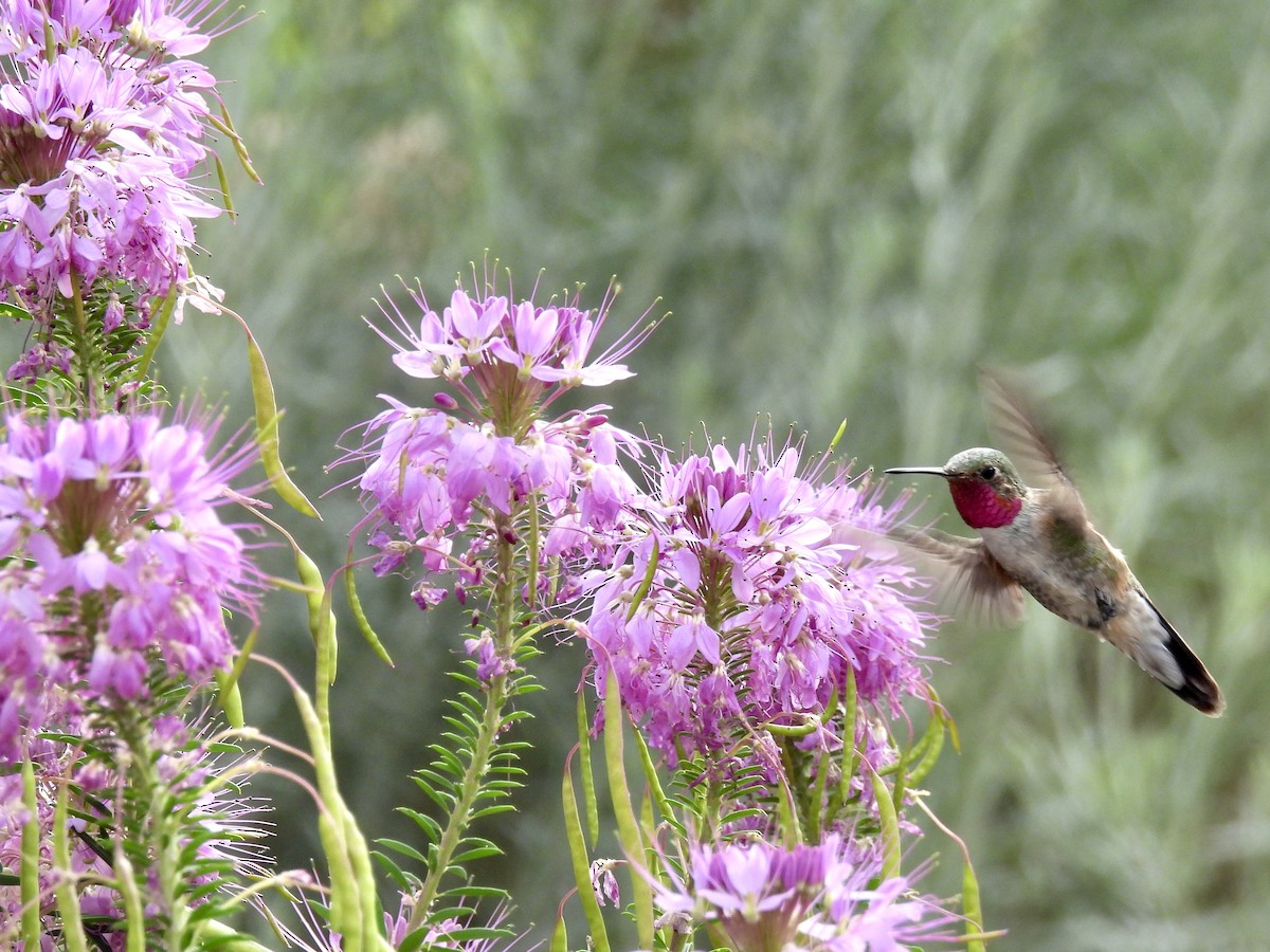 Broad-tailed Hummingbird - ML622040470