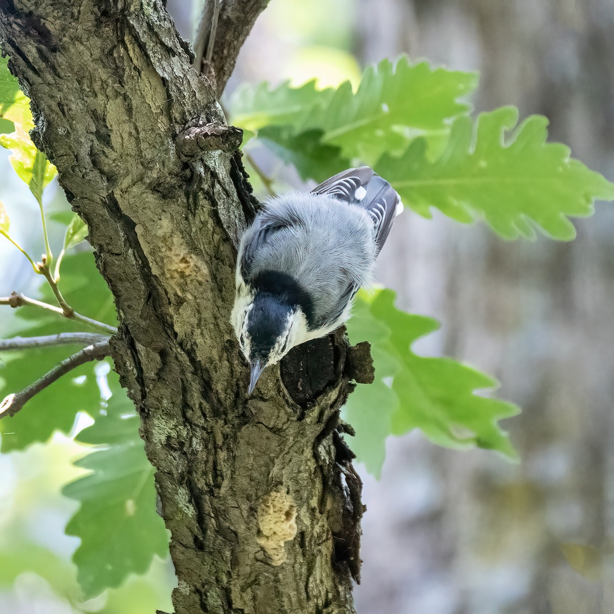 White-breasted Nuthatch - ML622040473