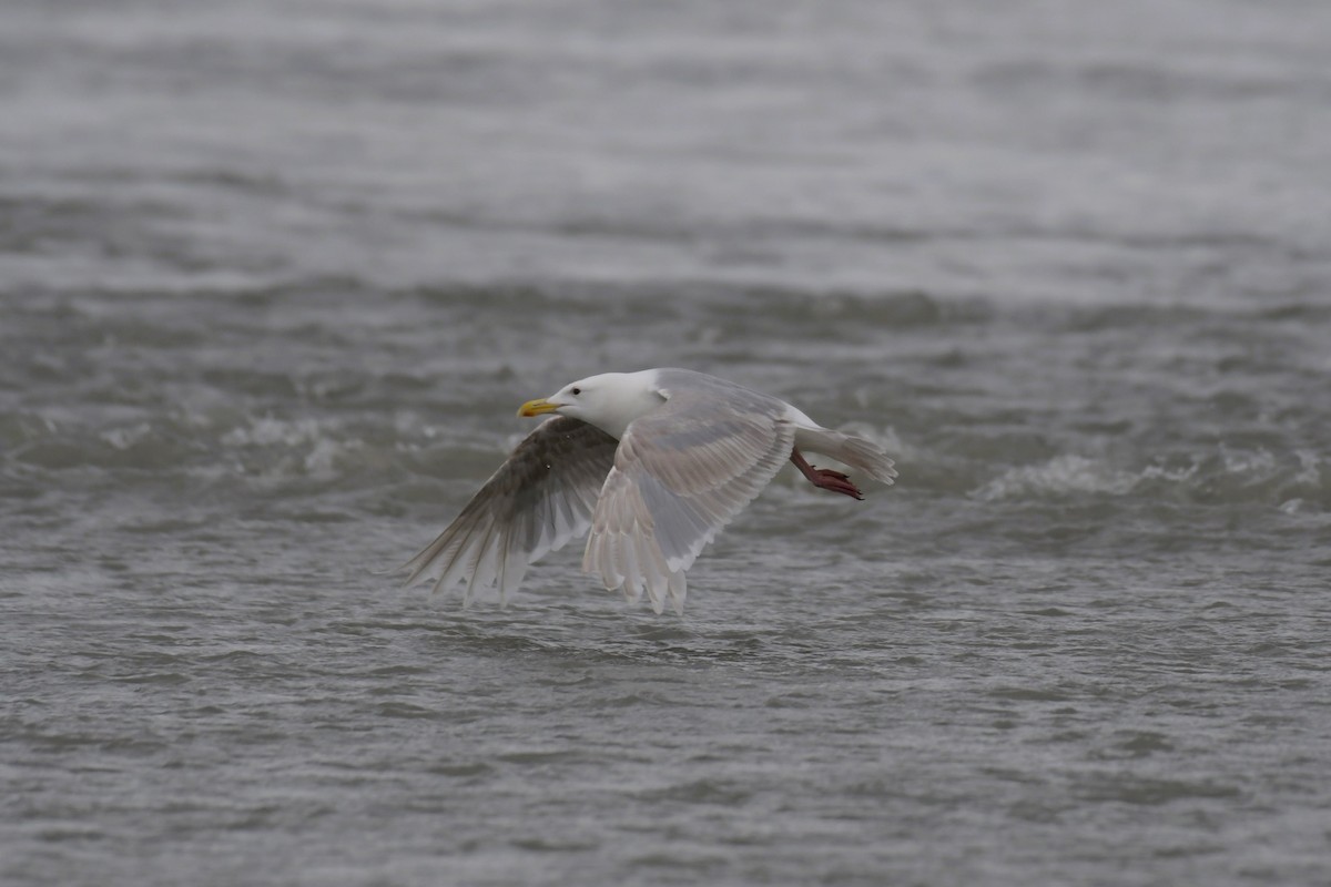 Glaucous-winged Gull - Kelly Kirkpatrick
