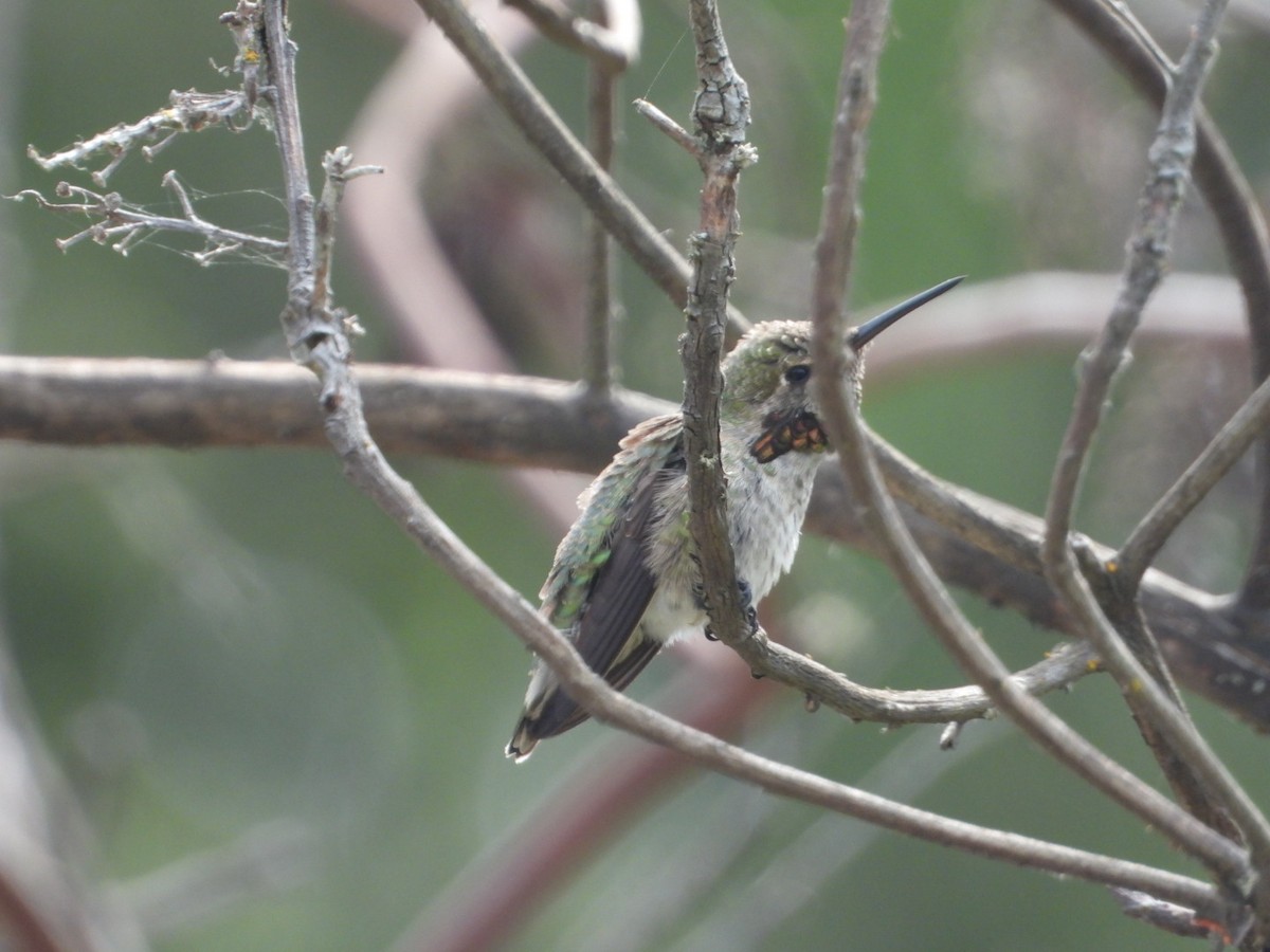 Anna's Hummingbird - ML622040499