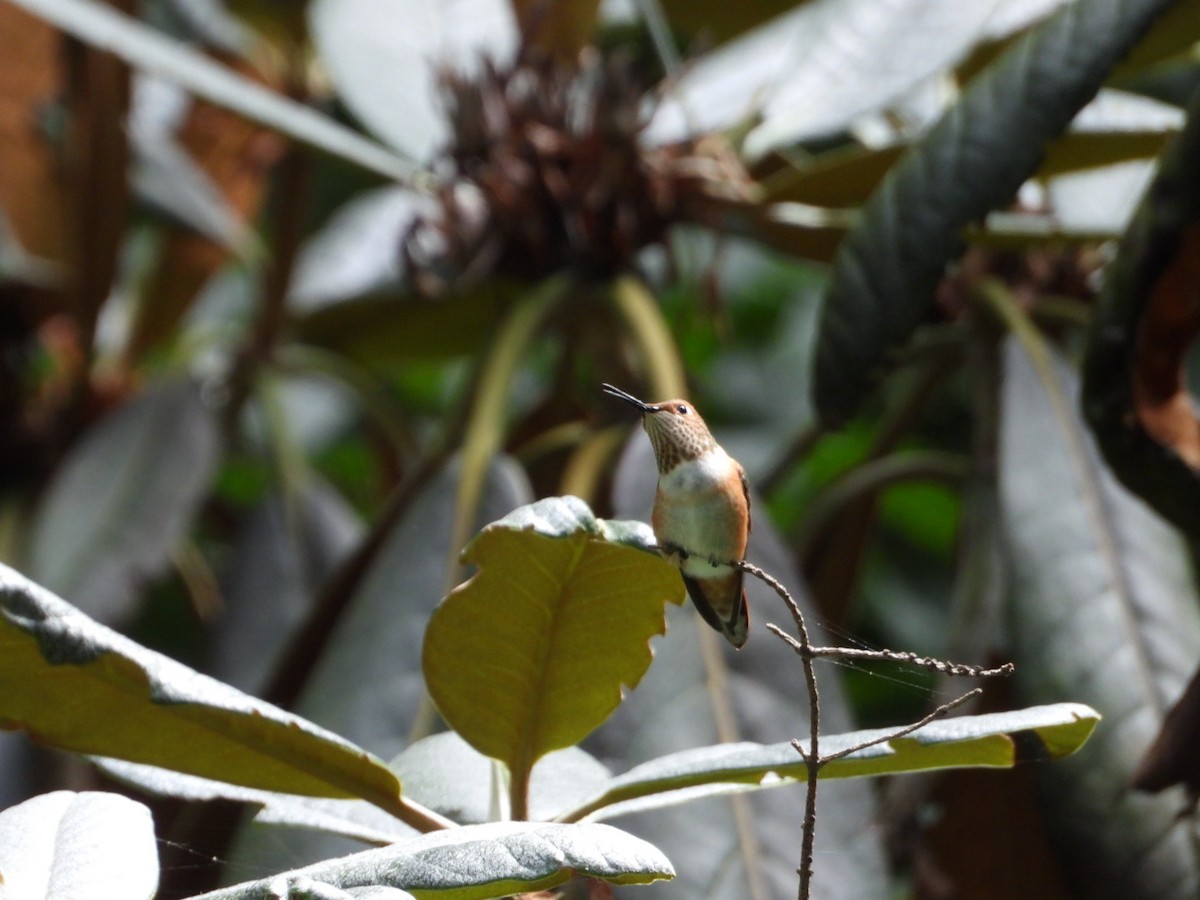 Rufous Hummingbird - ML622040505