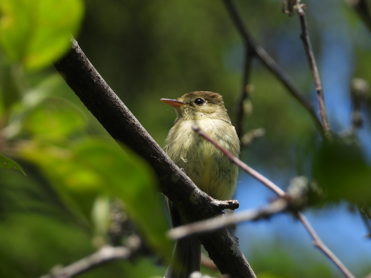 Western Flycatcher - ML622040513