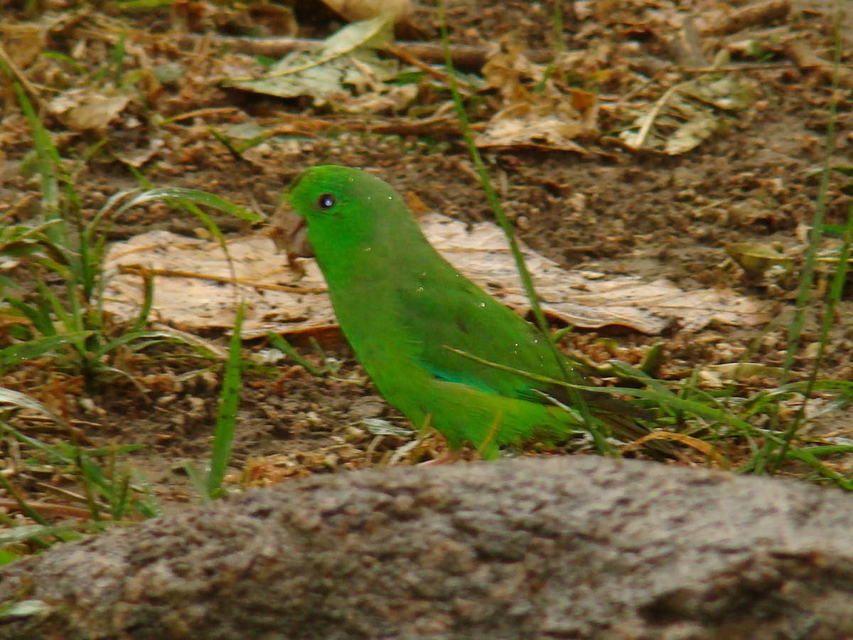 Зелёный воробьиный попугайчик - ML622040527