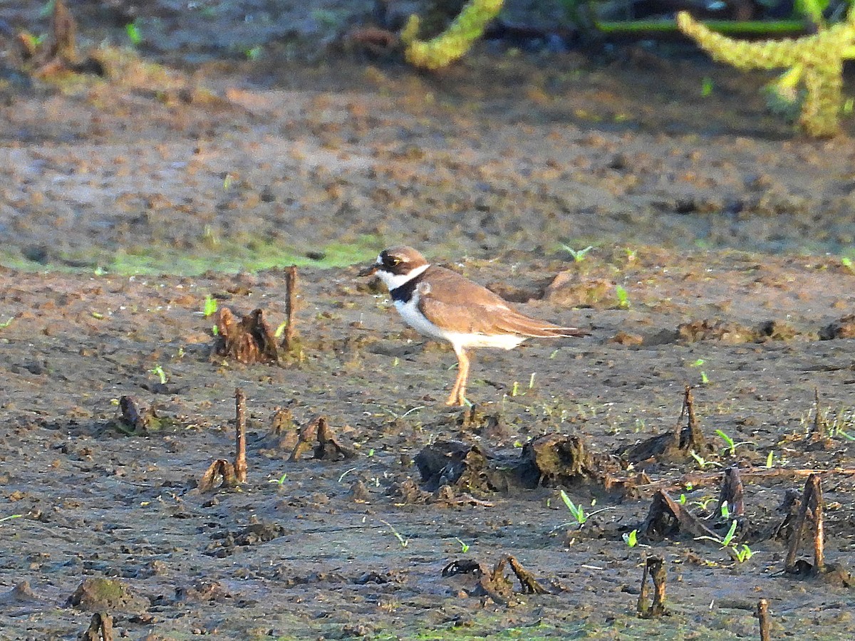 Semipalmated Plover - ML622040545