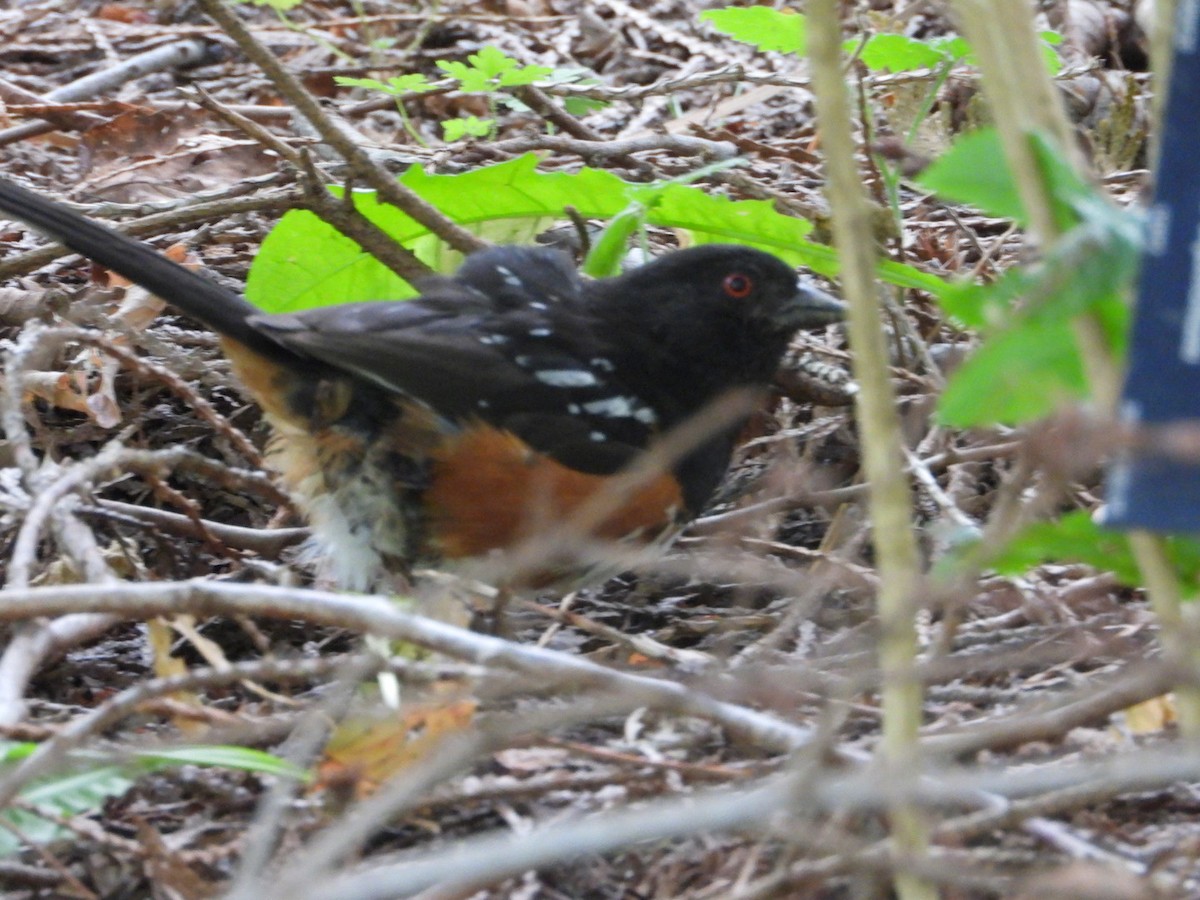 Spotted Towhee - ML622040563