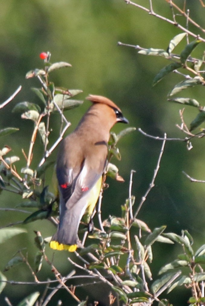 Cedar Waxwing - Joan and/or George Sims
