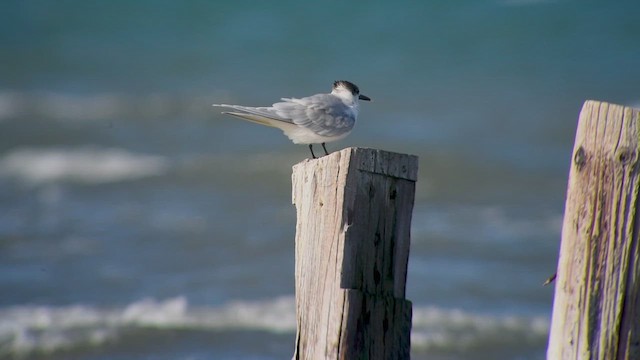 Sandwich Tern - ML622040626