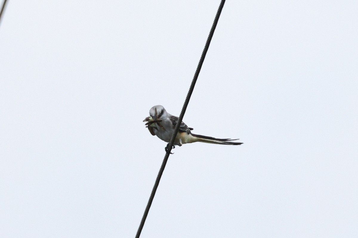 Scissor-tailed Flycatcher - ML622040664