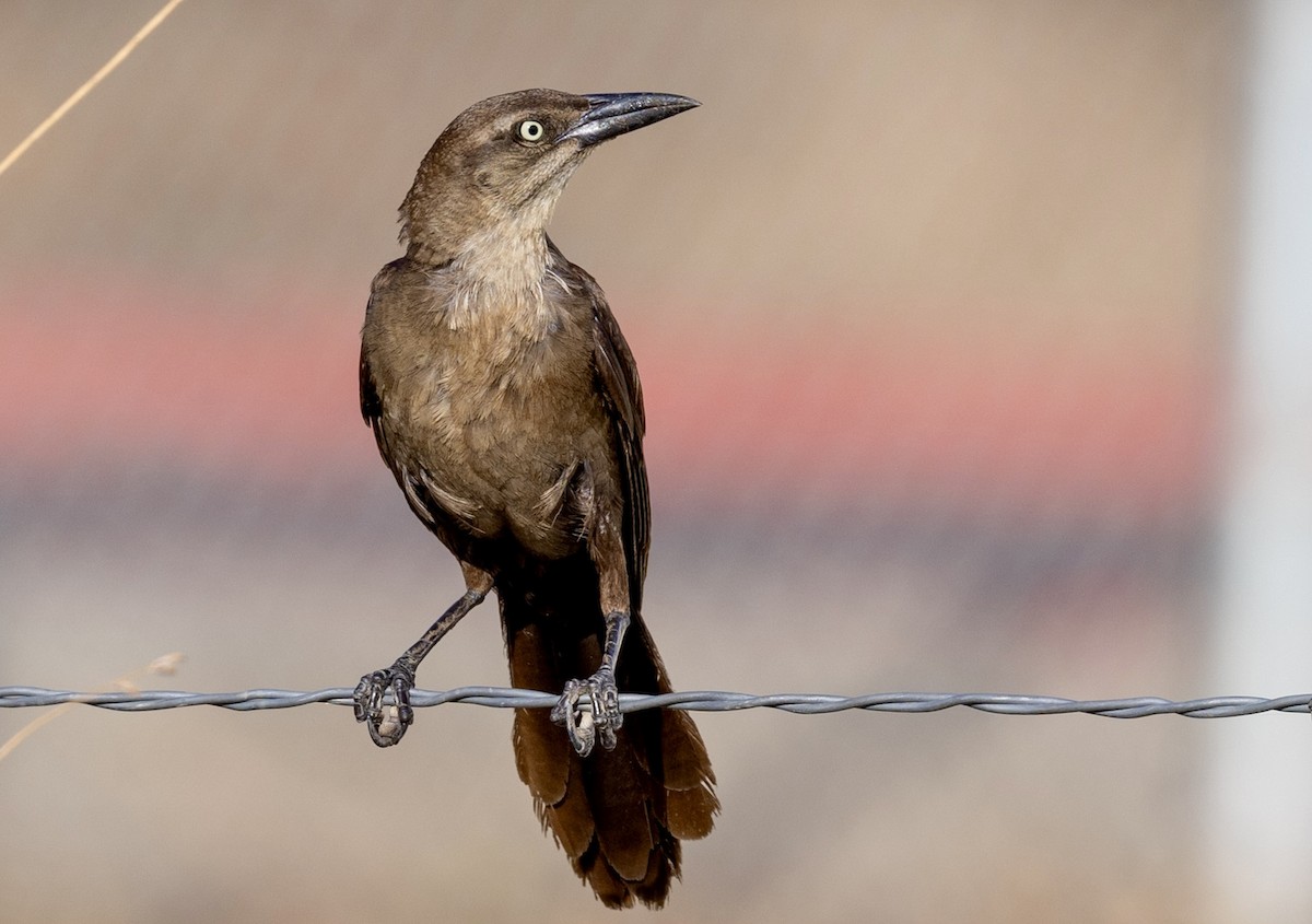Great-tailed Grackle - ML622040667