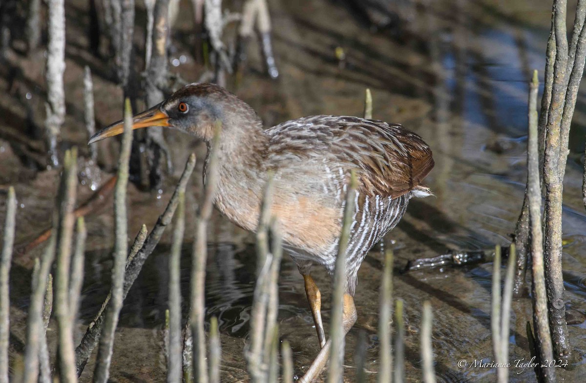 Clapper Rail - ML622040705