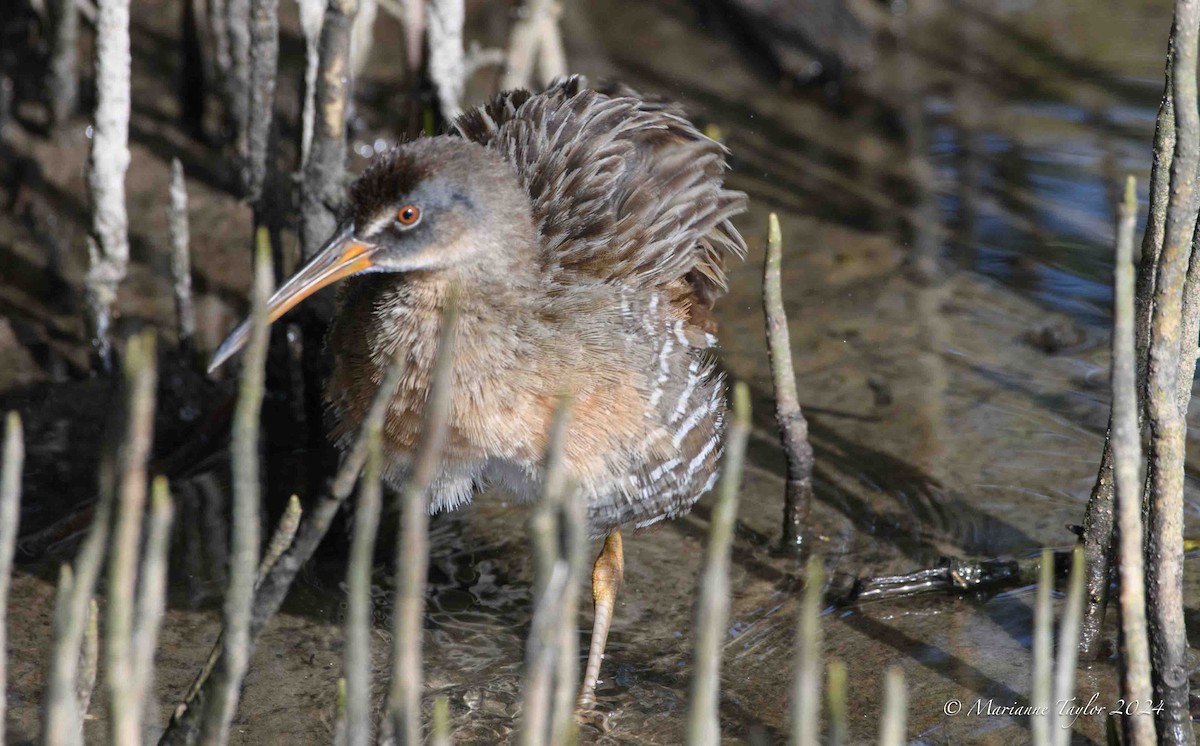 Clapper Rail - ML622040706