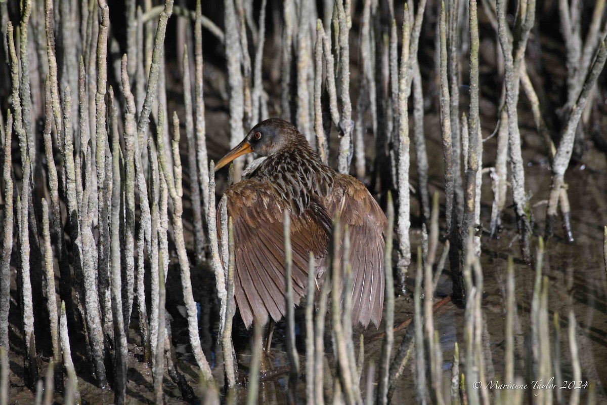 Clapper Rail - ML622040707