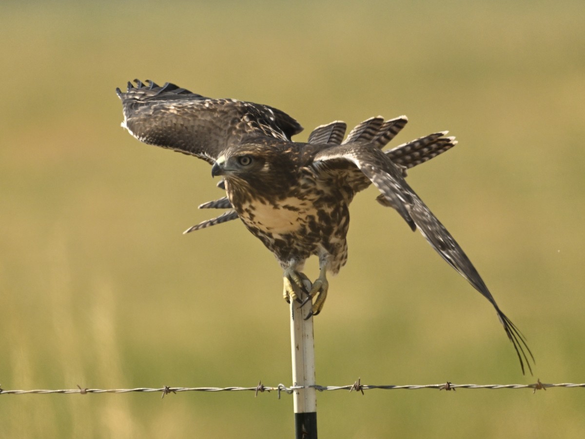 Red-tailed Hawk - ML622040749