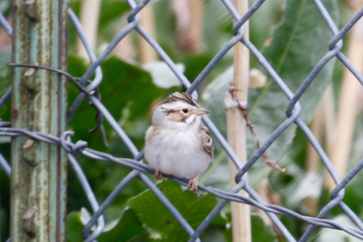 Clay-colored Sparrow - ML622040768