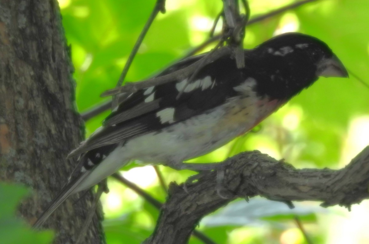 Rose-breasted Grosbeak - ML622040825