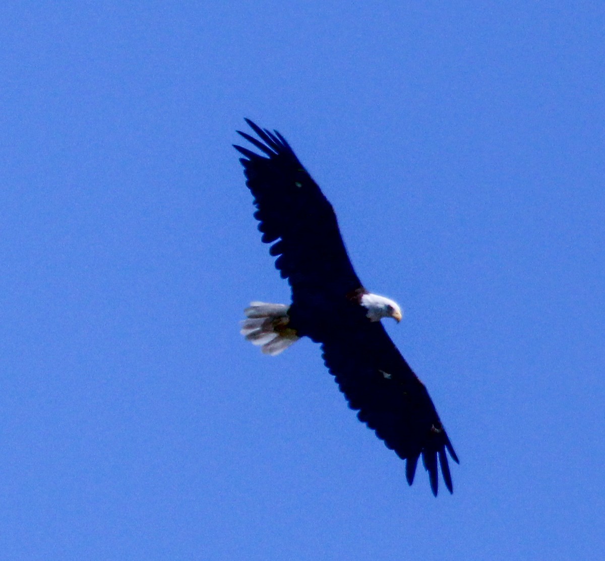 Bald Eagle - J McCrary