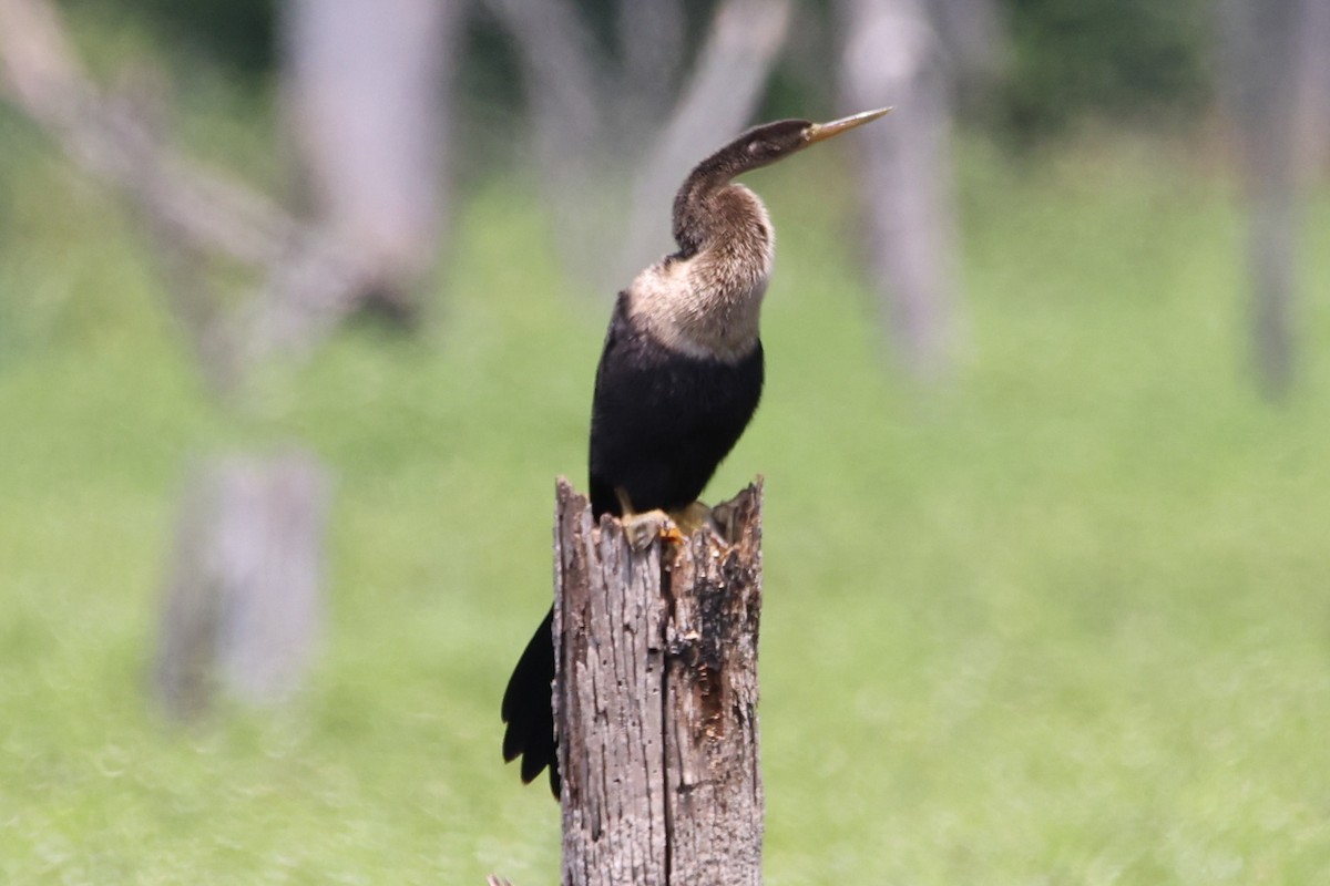 Anhinga - Kent Fiala