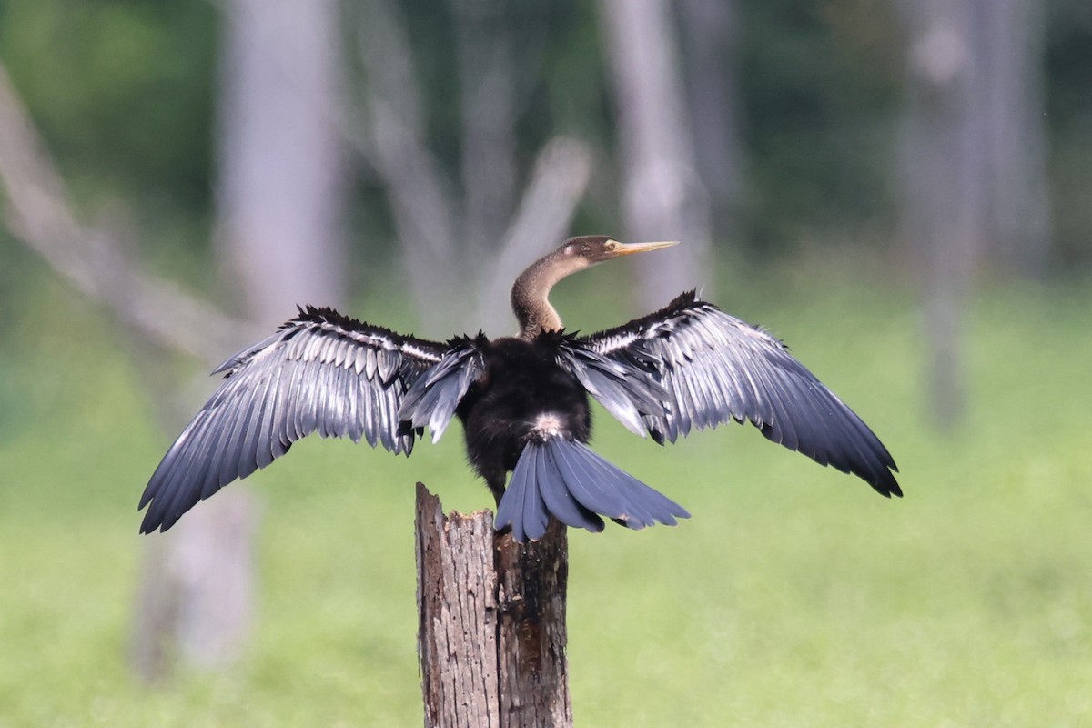 Anhinga - ML622040898