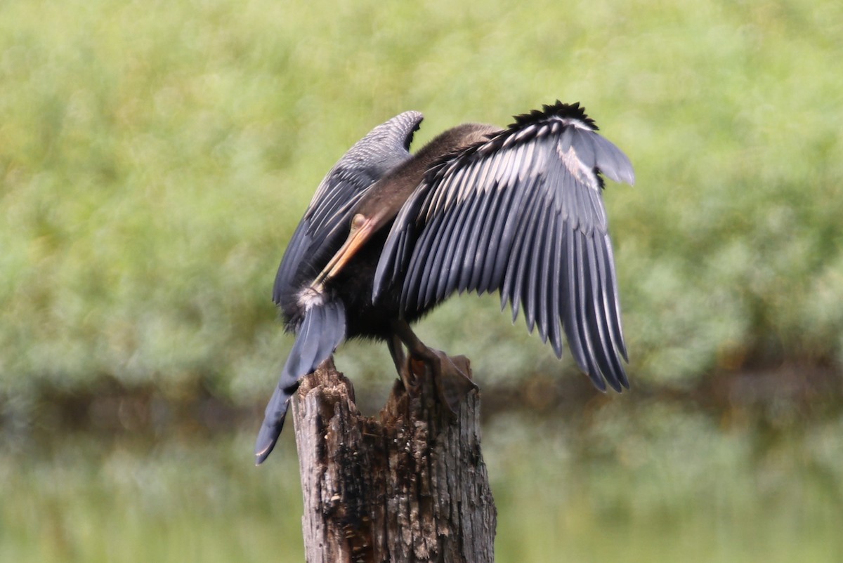 Anhinga - Kent Fiala