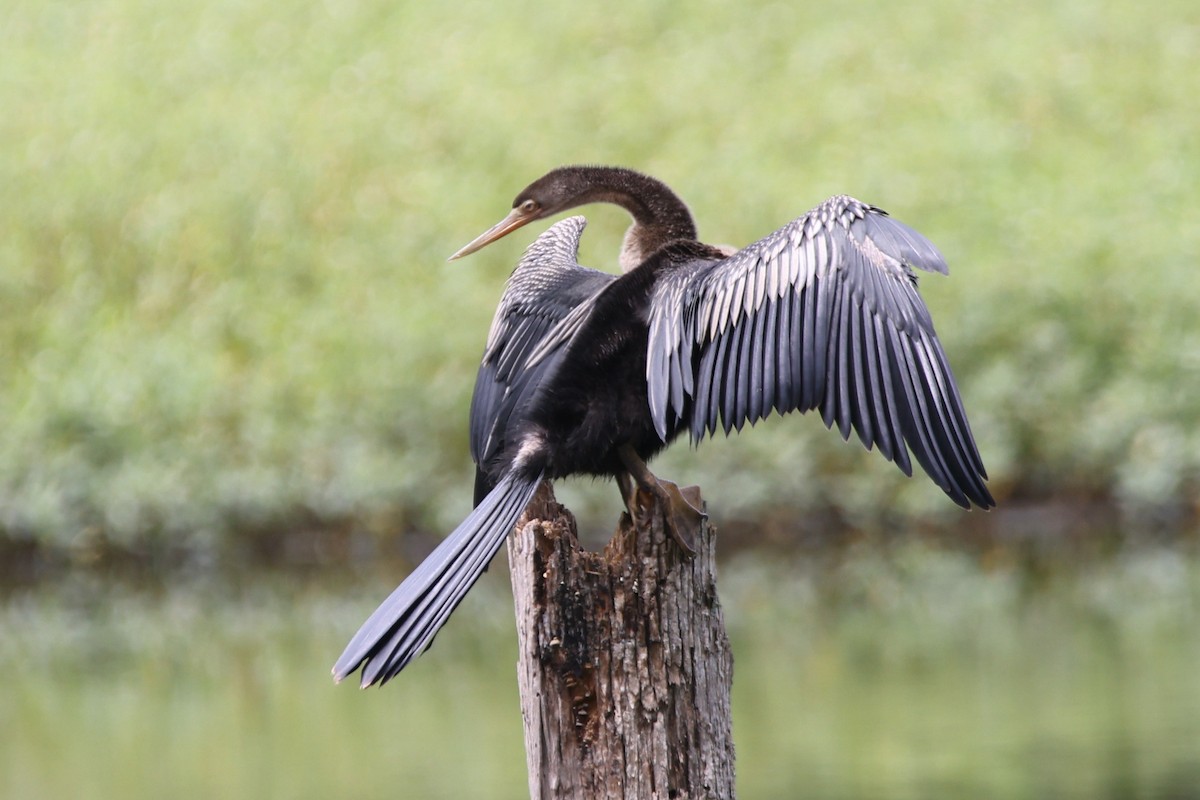 Anhinga - ML622040901