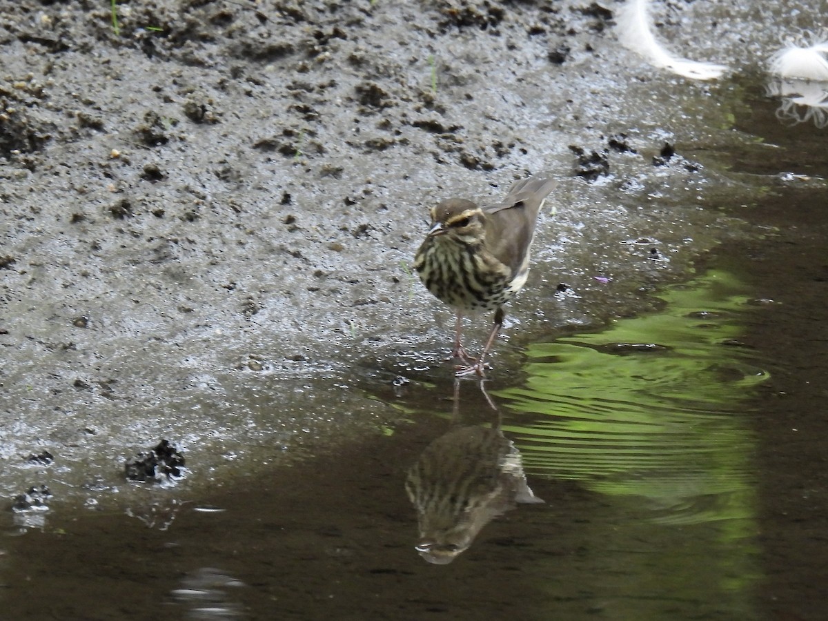 Northern Waterthrush - ML622040951