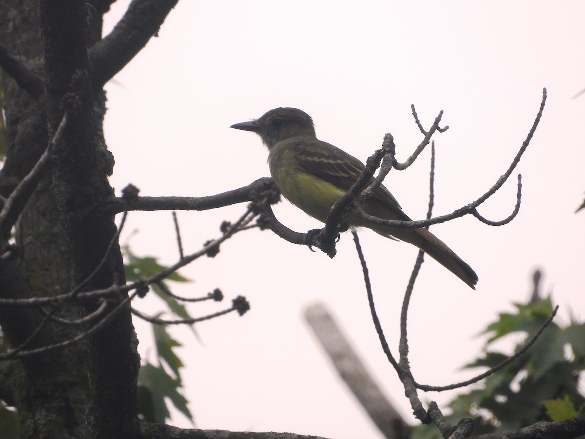 Great Crested Flycatcher - ML622040999