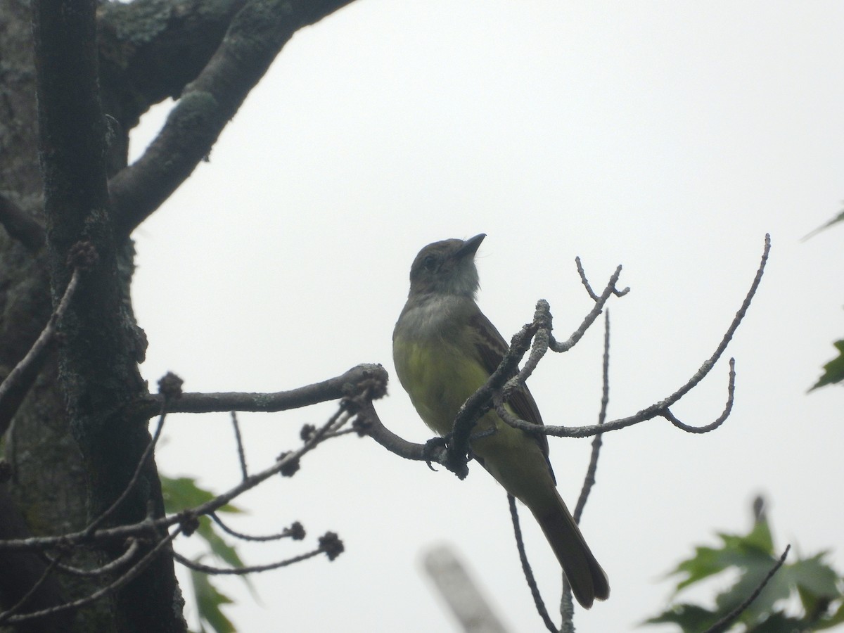 Great Crested Flycatcher - ML622041000