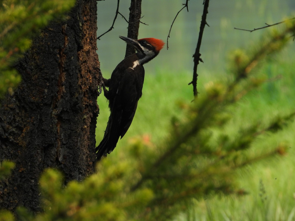 Pileated Woodpecker - ML622041012