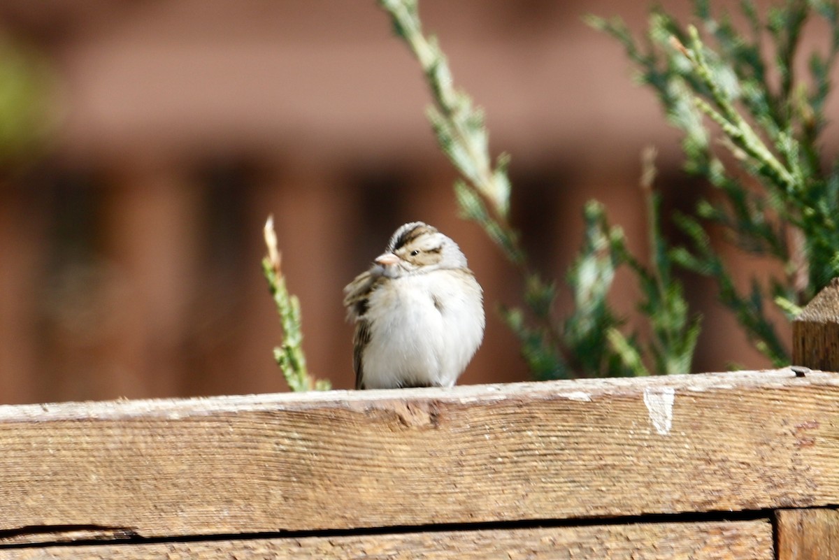 Clay-colored Sparrow - ML622041024