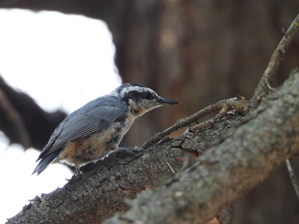 Red-breasted Nuthatch - ML622041026