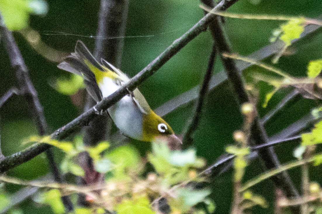 Chestnut-flanked White-eye - ML622041036