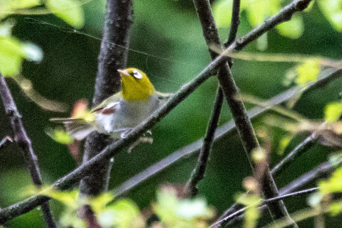 Chestnut-flanked White-eye - ML622041038