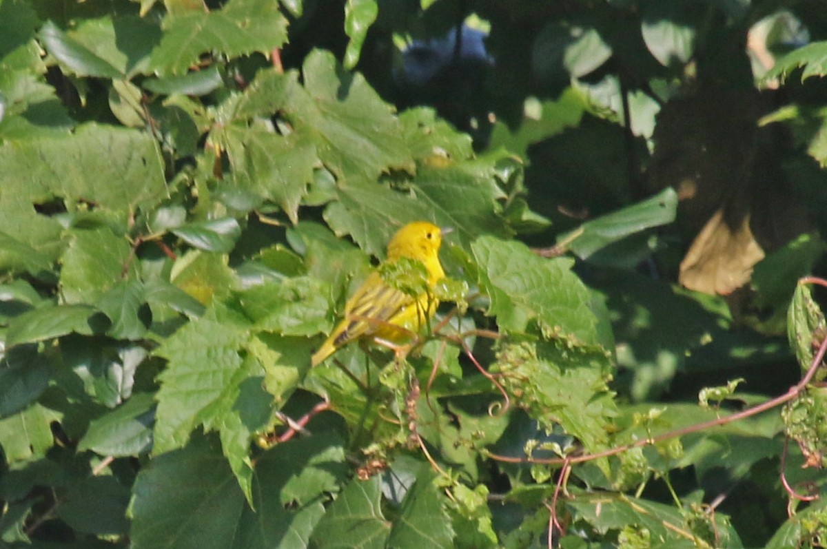 Yellow Warbler - ML622041078