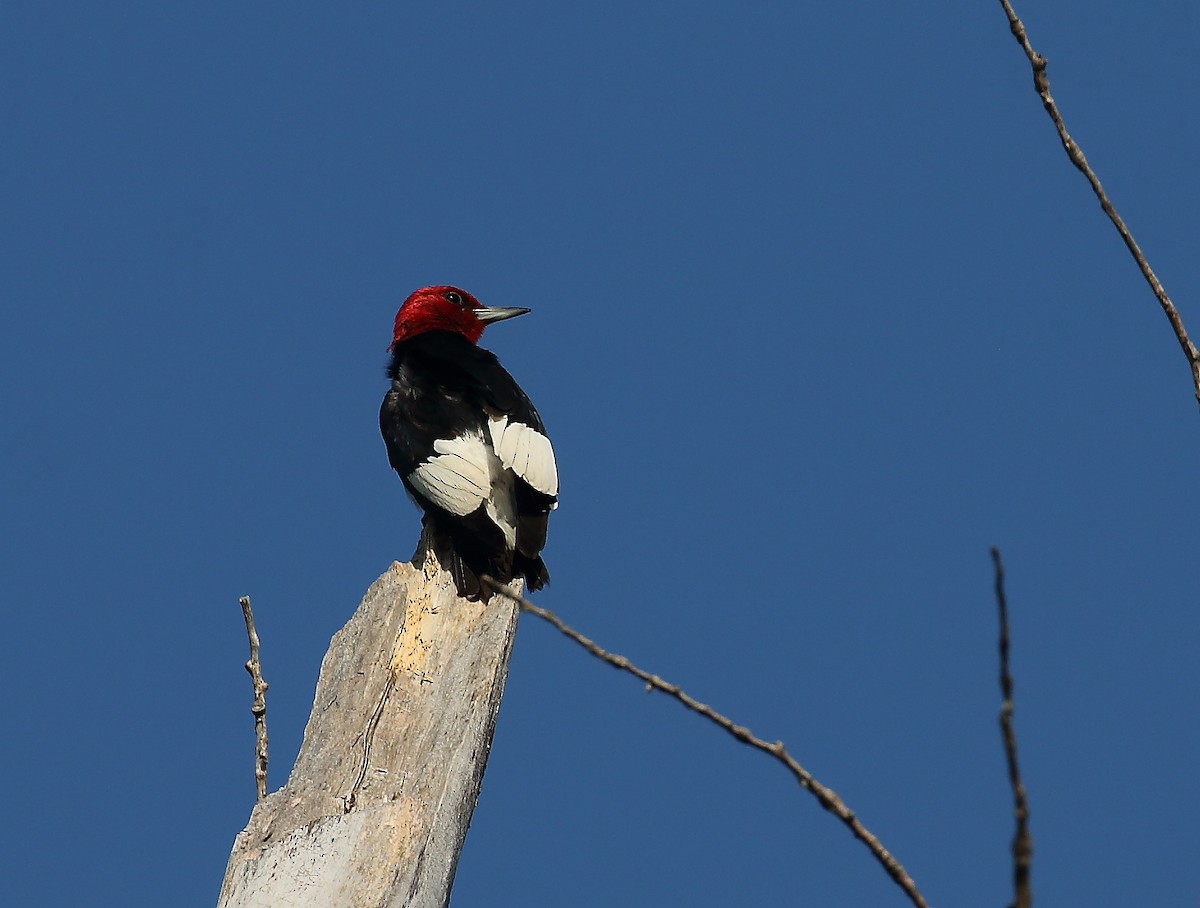 Red-headed Woodpecker - ML622041088