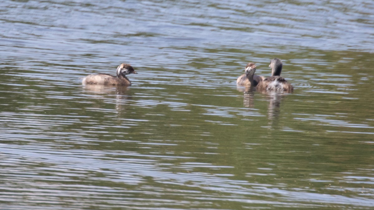 Pied-billed Grebe - ML622041100