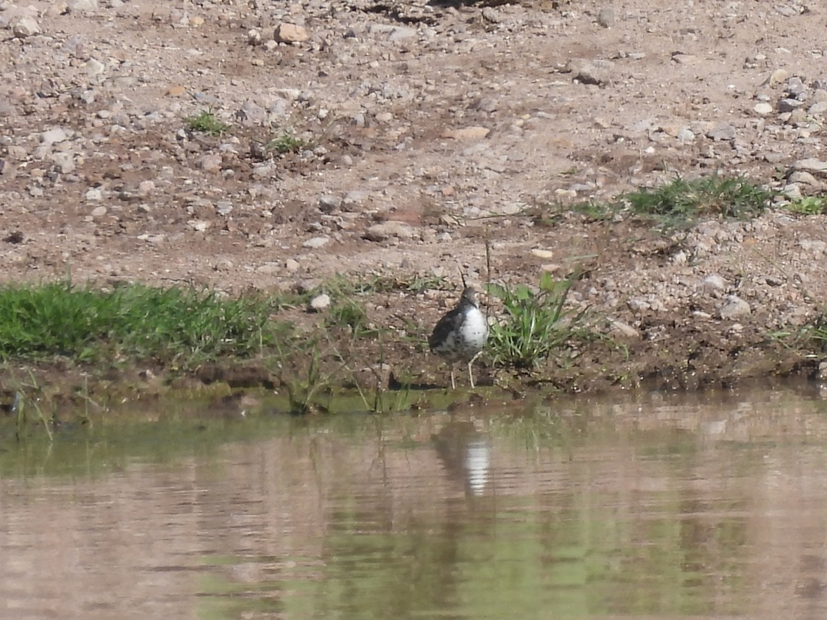 Spotted Sandpiper - ML622041148