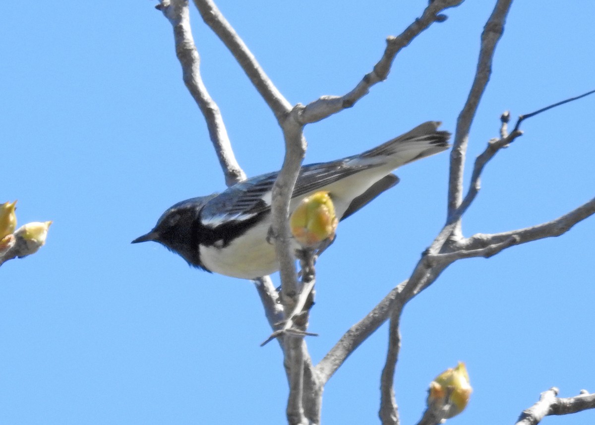 Black-throated Blue Warbler - ML622041155