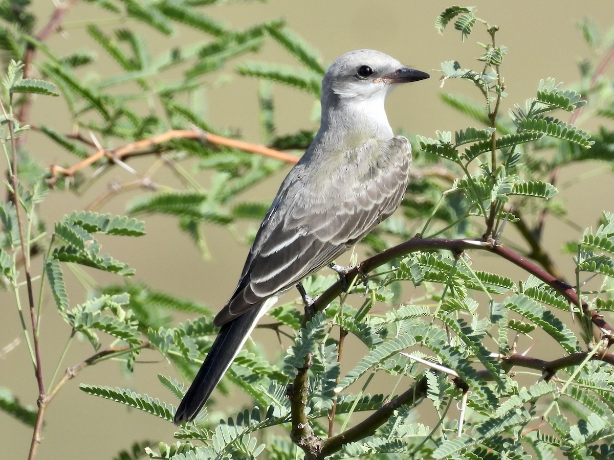 Western Kingbird - ML622041170