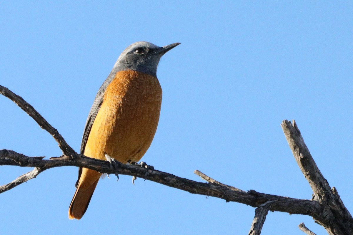 Short-toed Rock-Thrush (White-crowned) - ML622041179