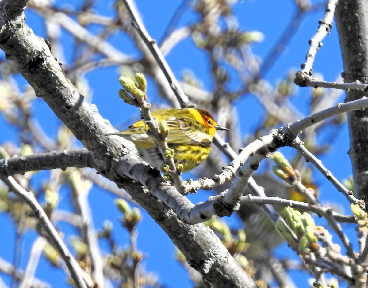 Cape May Warbler - ML622041216