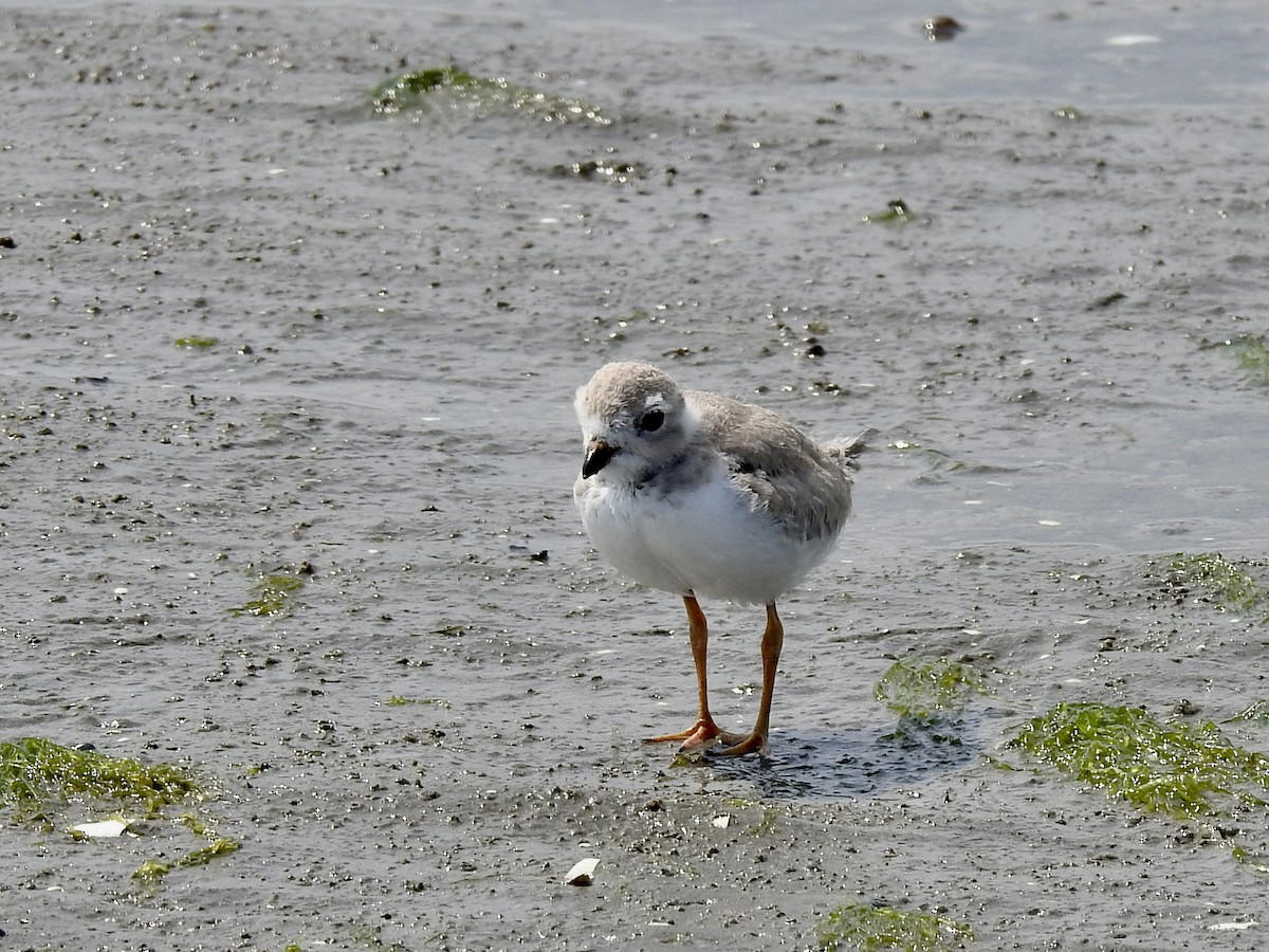 Piping Plover - ML622041218